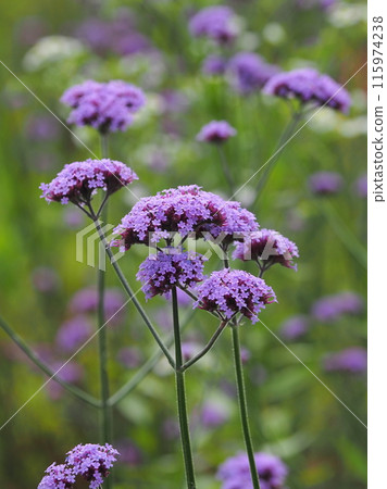 馬鞭草(Verbena bonariensis) 馬鞭草(Verbena bonariensis) 115974238