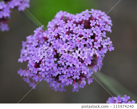 馬鞭草（Verbena bonariensis） 115974240