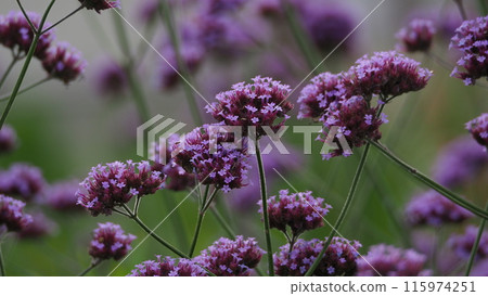 Verbena (Verbena bonariensis) 115974251