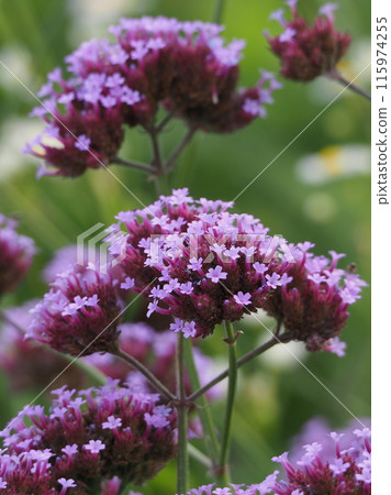 Verbena (Verbena bonariensis) Verbena (Verbena bonariensis) 115974255