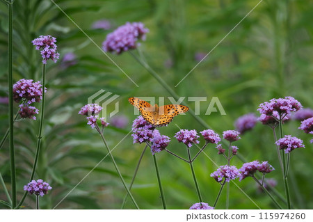 Verbena (Verbena bonariensis) 115974260