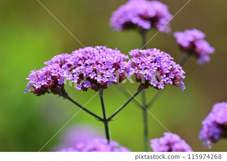 Verbena (Verbena bonariensis) 115974268