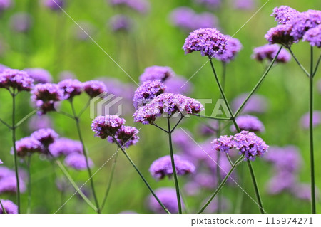 Verbena (Verbena bonariensis) Verbena (Verbena bonariensis) 115974271