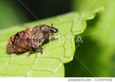 A kind of weevil A kind of weevil 115974340