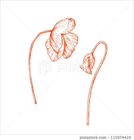 Vector poppy. Hand painted linear papaver. Graphic flower isolated on background. Botanical and wedding illustration. For designers, invitations, decoration, postcards, wrapping paper, scrapbooking, 115974428