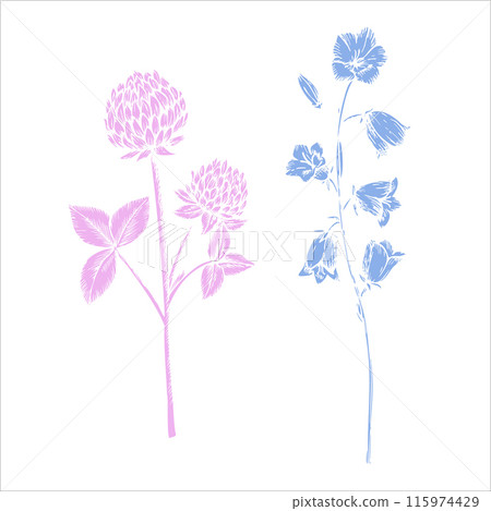 Vector clover and bluebell. Hand painted flower. Graphic trefoil isolated on background. Botanical and wedding illustration. For designers, invitations, decoration, postcards, wrapping paper, 115974429