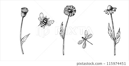 Vector set of cute dragonflies and bumblebee, Chamomile. Hand painted linear insects, daisy. Graphic clipart isolated on background. Botanical and wedding illustration. For designers, invitations, Vector set of cute dragonflies and bumblebee, Chamomile. Hand painted linear insects, daisy. Graphic clipart isolated on background. Botanical and wedding illustration. For designers, invitations, 115974451