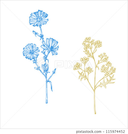 Vector Tansy, chicory.. Hand painted Tanacetum Vulgare flower. Graphic clip art isolated on background. Botanical and wedding illustration. For designers, invitations, decoration, postcards, wrapping 115974452