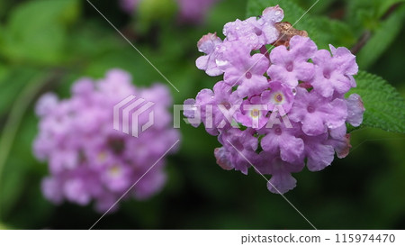 Lantana (Trailing lantana) with water droplets 115974470