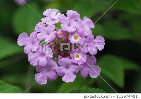 Lantana (Trailing lantana) with water droplets Lantana (Trailing lantana) with water droplets 115974481