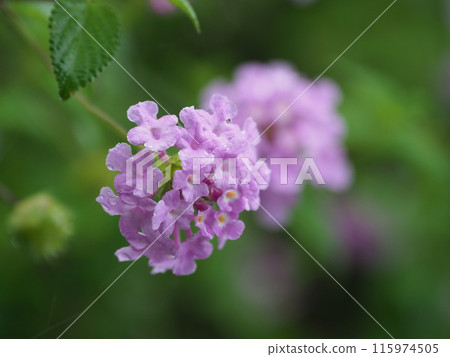 Lantana (Trailing lantana) with water droplets Lantana (Trailing lantana) with water droplets 115974505