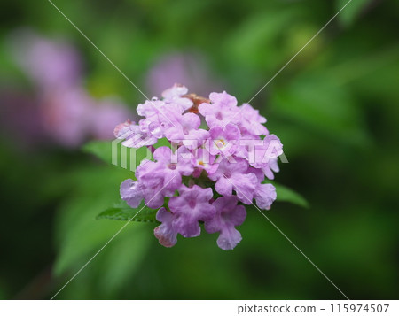 Lantana (Trailing lantana) with water droplets Lantana (Trailing lantana) with water droplets 115974507