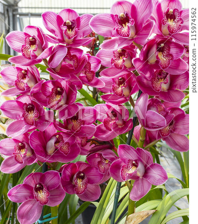 Blooming Pink Rosea Orchid Plant, Flower with Green Leaves. Beautiful Floral Pink Phalaenopsis Happy Minho. Vertical Plane. Botanical Garden Nursery. Blooming Pink Rosea Orchid Plant, Flower with Green Leaves. Beautiful Floral Pink Phalaenopsis Happy Minho. Vertical Plane. Botanical Garden Nursery. 115974562