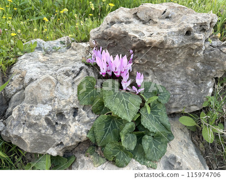 Spring flowering of wild cyclamen (lat.- Cyclamen persicum) 115974706