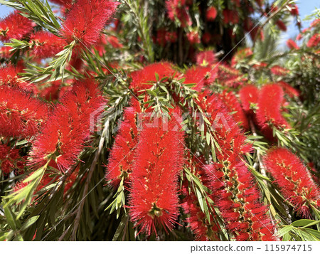 Flowering of bottle brush tree (lat. Callistemon) Flowering of bottle brush tree (lat. Callistemon) 115974715