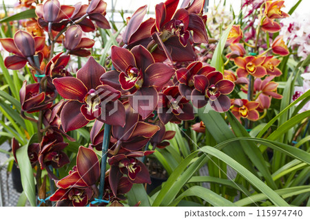 Blooming Chocolate Cymbidium Orchid Plant, Flower with Green Leaves. Beautiful Floral, Khan Wall Golden Brown Horizontal Plane. Botanical Garden Nursery. 115974740