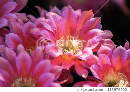 Flowers of a short-haired round cactus that I have been growing in my home for 65 years 115974890