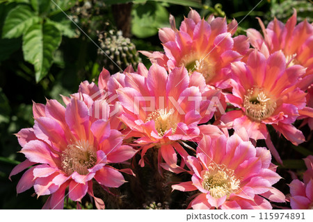 Flowers of a short-haired round cactus that I have been growing in my home for 65 years Flowers of a short-haired round cactus that I have been growing in my home for 65 years 115974891
