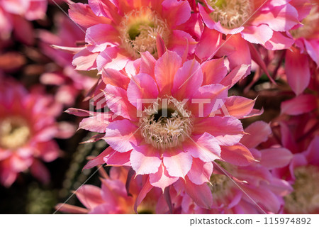 Flowers of a short-haired round cactus that I have been growing in my home for 65 years 115974892