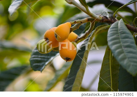 開始變色的枇杷果實 115974901