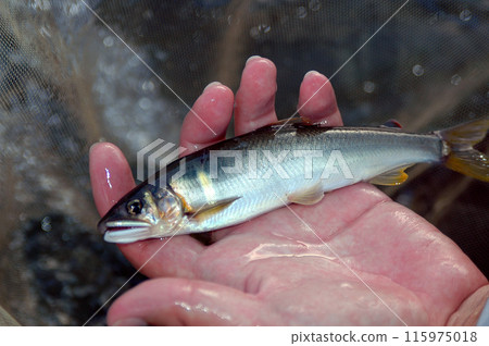 擁有美麗尾星的領地香魚 115975018
