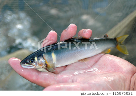 擁有美麗尾星的領地香魚 115975021