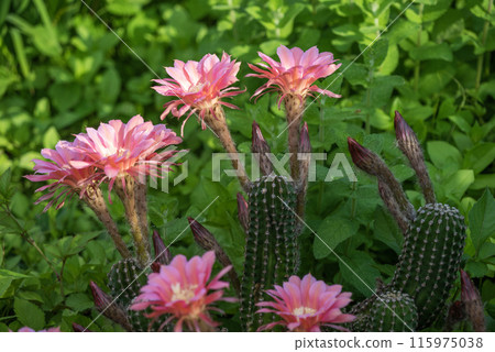 我在家裡種植了 65 年的短毛仙人掌的花朵。 115975038