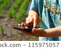Mother's hands operating a smartphone in a rice field 115975057