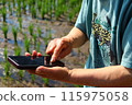 Mother's hands operating a smartphone in a rice field 115975058