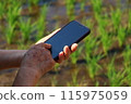 Mother's hands operating a smartphone in a rice field 115975059