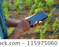 Mother's hands operating a smartphone in a rice field 115975060