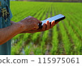 Mother's hands operating a smartphone in a rice field 115975061