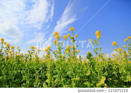 Rape blossoms shining against the blue sky 115975258