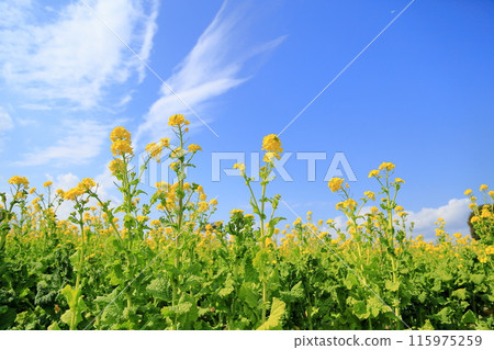 Rape blossoms shining against the blue sky 115975259