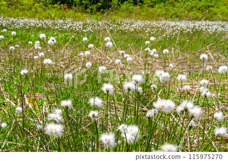 Watassege花 115975270