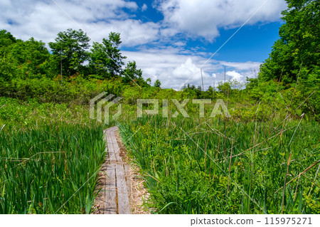 森無木路 115975271