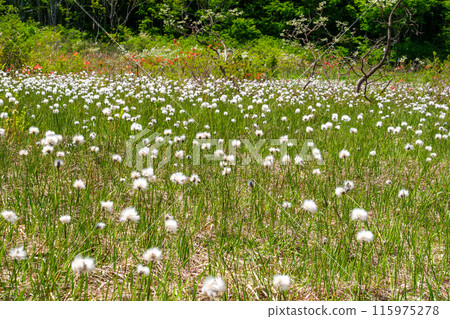 棉尾的光彩 115975278