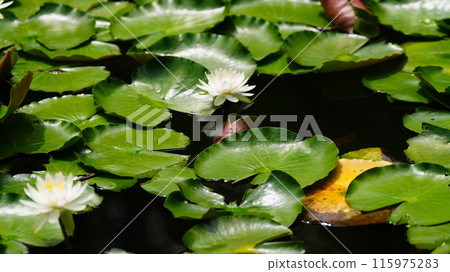 White water lily flower 115975283