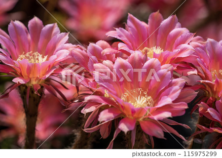 Flowers of a short-haired round cactus that I have been growing in my home for 65 years Flowers of a short-haired round cactus that I have been growing in my home for 65 years 115975299