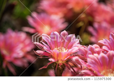Flowers of a short-haired round cactus that I have been growing in my home for 65 years 115975300