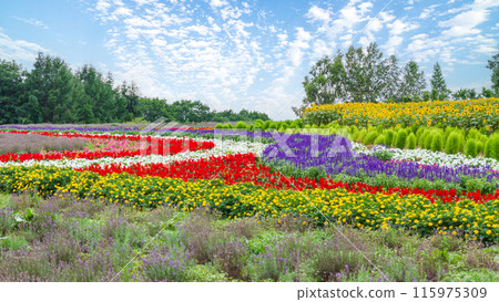 "Hokkaido" Beautiful flower fields at Zerubu Hill and Atom Hill in Biei "Hokkaido" Beautiful flower fields at Zerubu Hill and Atom Hill in Biei 115975309