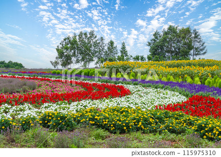 "Hokkaido" Beautiful flower fields at Zerubu Hill and Atom Hill in Biei "Hokkaido" Beautiful flower fields at Zerubu Hill and Atom Hill in Biei 115975310