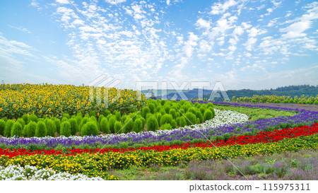 "Hokkaido" Beautiful flower fields at Zerubu Hill and Atom Hill in Biei "Hokkaido" Beautiful flower fields at Zerubu Hill and Atom Hill in Biei 115975311