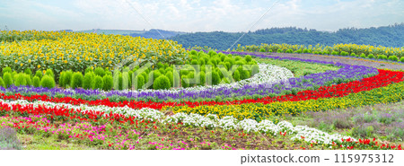 "Hokkaido" Beautiful flower fields at Zerubu Hill and Atom Hill in Biei "Hokkaido" Beautiful flower fields at Zerubu Hill and Atom Hill in Biei 115975312