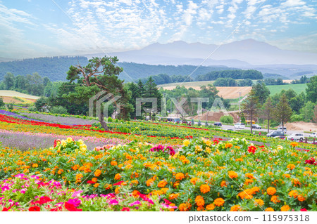 "Hokkaido" Beautiful flower fields at Zerubu Hill and Atom Hill in Biei 115975318