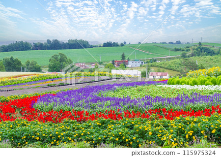 "Hokkaido" Beautiful flower fields at Zerubu Hill and Atom Hill in Biei "Hokkaido" Beautiful flower fields at Zerubu Hill and Atom Hill in Biei 115975324