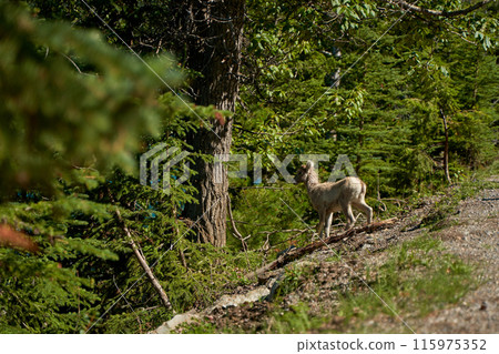 A herd of big horn sheep walk in the summer near the beautiful Lake Minewanka in the mountains of Banff National Park in Canada A herd of big horn sheep walk in the summer near the beautiful Lake Minewanka in the mountains of Banff National Park in Canada 115975352