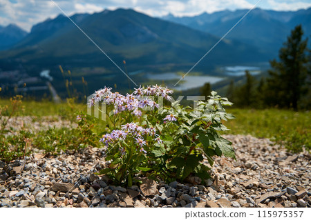 Beautiful small wildflowers on the background of the gorgeous mountains of Banff National Park in Canada 115975357