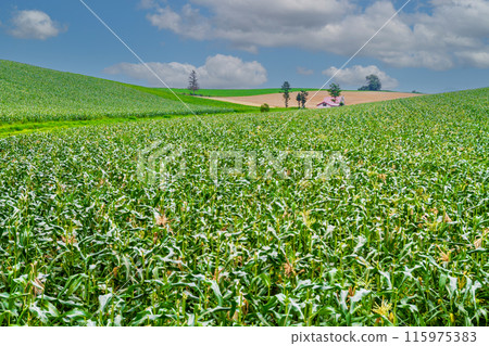「北海道」夏天的美瑛、紅屋頂的房子和田園風光 115975383