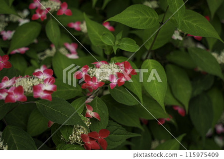 山繡球花（紅） 115975409